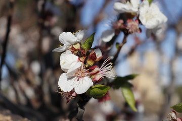 Naturaleza y arquitectura de Manises