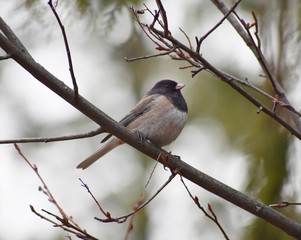 Dark eyed Junco sitting on branch