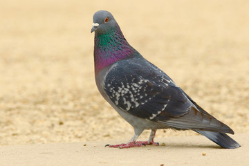Pigeon