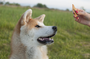 Cute akita inu dog waiting for the snack