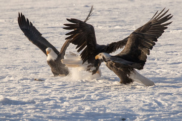 food fight