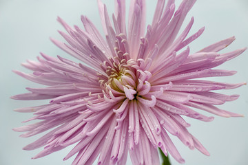 Soft pink flower 
