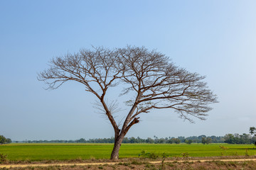 Obraz premium Tree and grass are dead at the field in summer season.