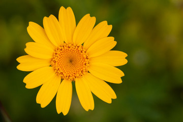 yellow daisy flower. close up view