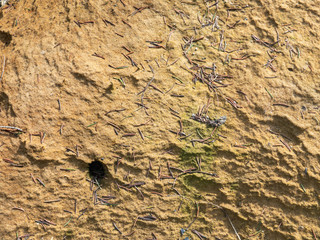 Texture of the sand and fallen needles.
