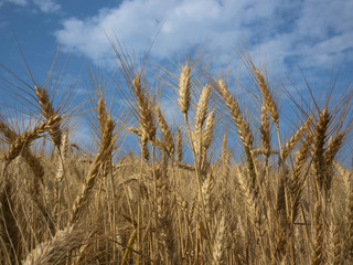 Wheat field