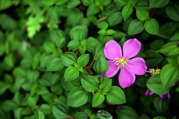 Disotis rotundifolia