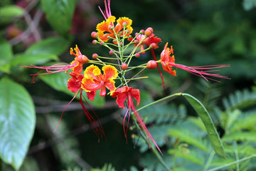 Pfauenstrauch (Caesalpinia pulcherrima), Stolz von Barbados