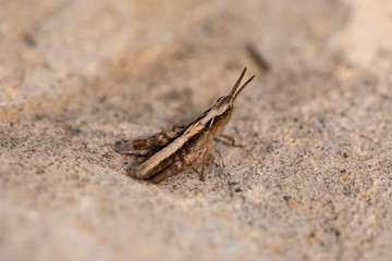 tiny grasshopper on rock surface