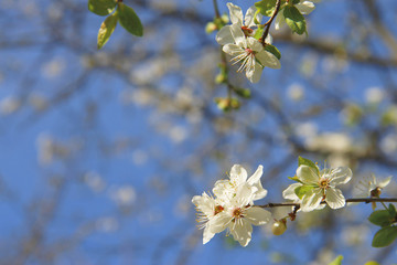 White flowers blossoming on the branch of wild tree