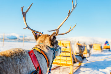 Fototapeta premium Reindeer in Northern Norway