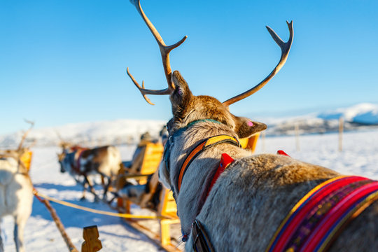 Fototapeta Reindeer in Northern Norway