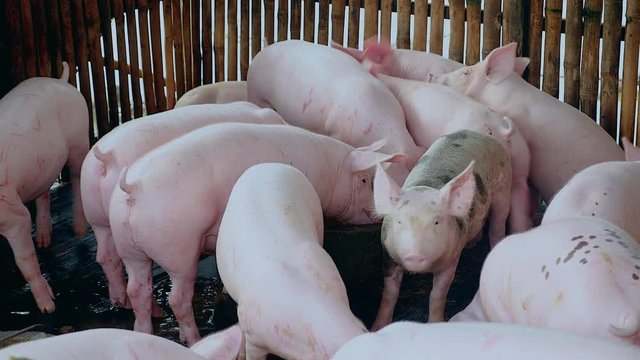 Drift of pigs eating and wading into shallow muddy water inside a pen