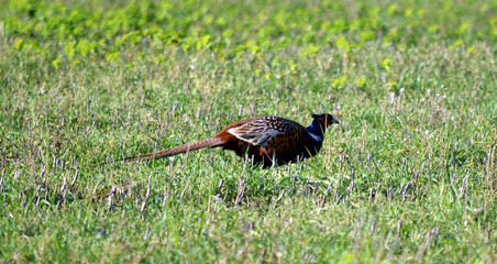Phasianus colchicus Անդրկովկասյան փասիան Common pheasant Fagiano comune Bażant zwyczajny 