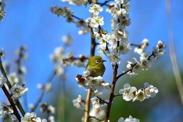 満開の梅の花とメジロ