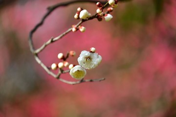 紅梅バックに満開の白梅