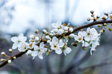 Spring flowers on the trees