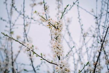 Spring flowers on the trees