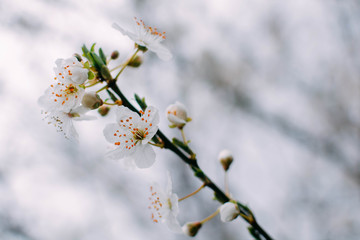 Spring flowers on the trees