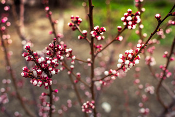 Spring flowers on the trees