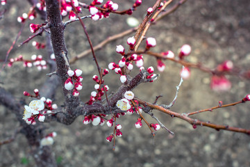 Spring flowers on the trees