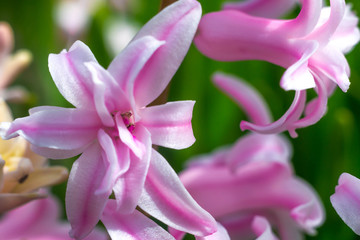 Fototapeta premium Hyacinths and spring