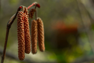 Spring and earrings on trees