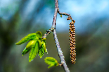 Spring and earrings on trees