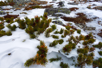 Mountain pine in the snow