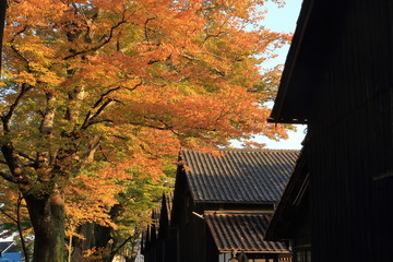 山居倉庫の欅の紅葉　Autumn Sankyo-Warehouse / Sakata, Yamagata, Japan	