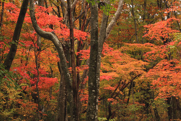 深い森の紅葉　Autumn colors of deep forest