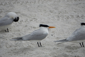 Bird at clearwater