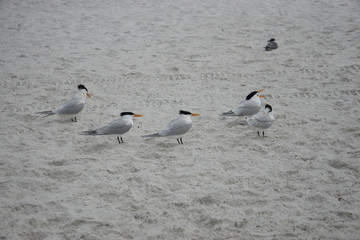 Bird at clearwater