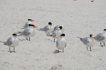 Bird at clearwater