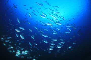 Naklejka na ściany i meble Trevally fish (Jacks) in ocean