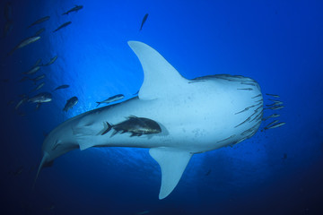 Whale Shark 