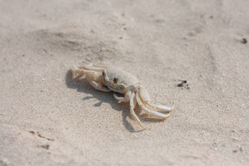 crab