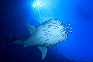 Naklejka premium Rekin wielorybi i płetwonurkowie