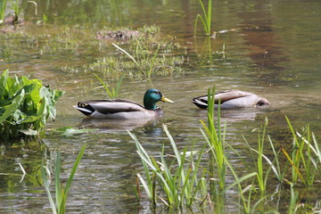 Mallard Ducks in a Pond