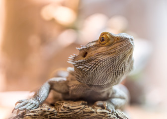 bearded dragon