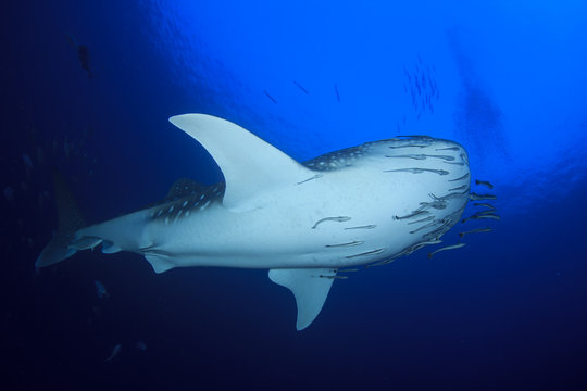 Whale Shark 