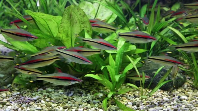 Sahyadria denisonii - freshwater fish of the carp family