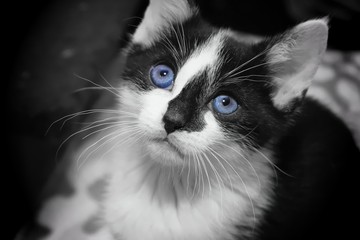 BEAUTIFUL CAT IN BLACK AND WHITE