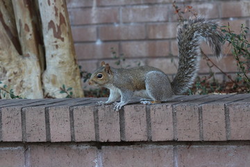 grey squirrel
