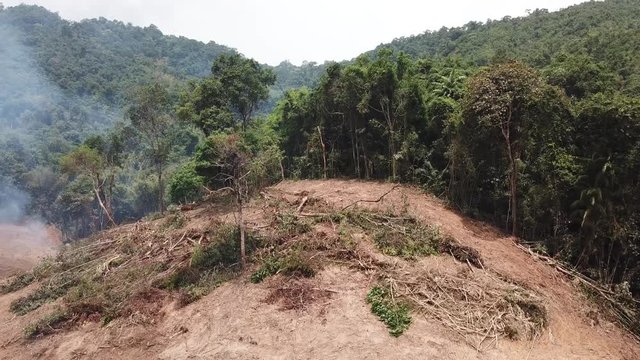 Deforestation. Rainforest environment destroyed