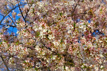 Sakura at University of Washington