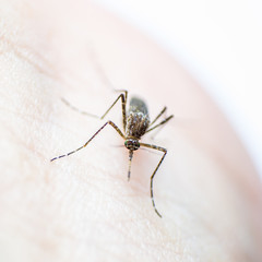 Aedes aegypti or yellow fever mosquito feeding blood on human skin, virus carrier spreading dengue, chikungunya, Zika, Mayaro, Malaria epidemic disease