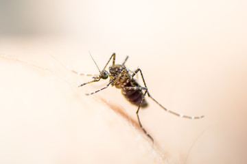 Aedes aegypti or yellow fever mosquito feeding blood on human skin, virus carrier spreading dengue, chikungunya, Zika, Mayaro, Malaria epidemic disease
