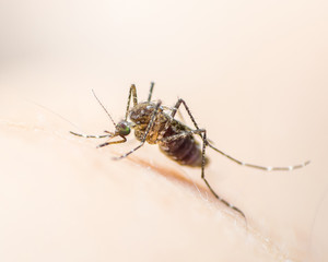Aedes aegypti or yellow fever mosquito feeding blood on human skin, virus carrier spreading dengue, chikungunya, Zika, Mayaro, Malaria epidemic disease