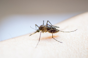 Aedes aegypti or yellow fever mosquito feeding blood on human skin, virus carrier spreading dengue, chikungunya, Zika, Mayaro, Malaria epidemic disease